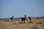 Encontro com guanacos, camelídeos muito comuns na Península Valdés, no litoral da  patagônia argentina